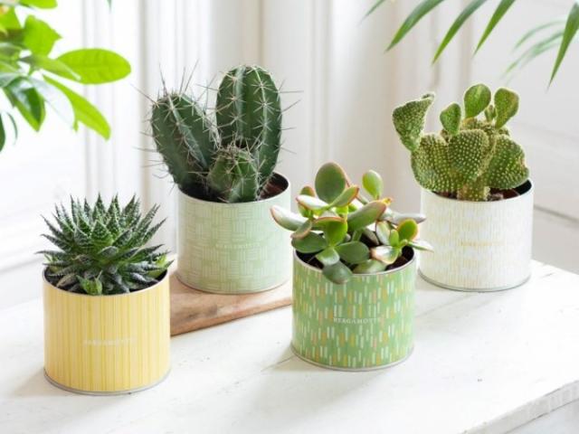 Les plantes sont mes amies, mais comment incorporer de la verdure dans ma déco ?